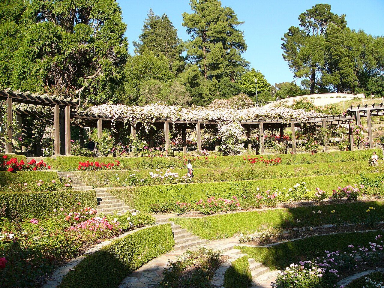 Berkeley Rose Garden overview with roses and landscape