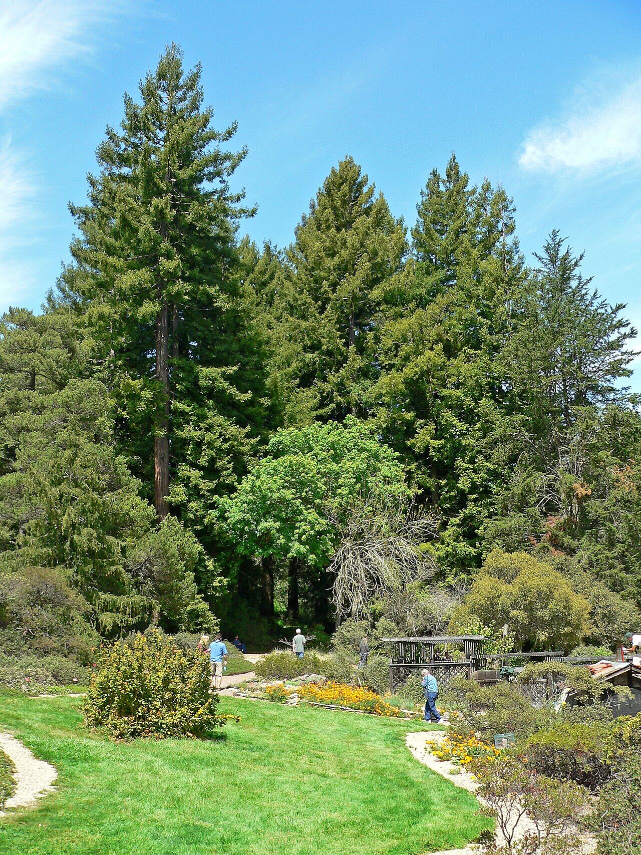 Garden landscape with diverse plants and green grass at Tilden Botanic Garden