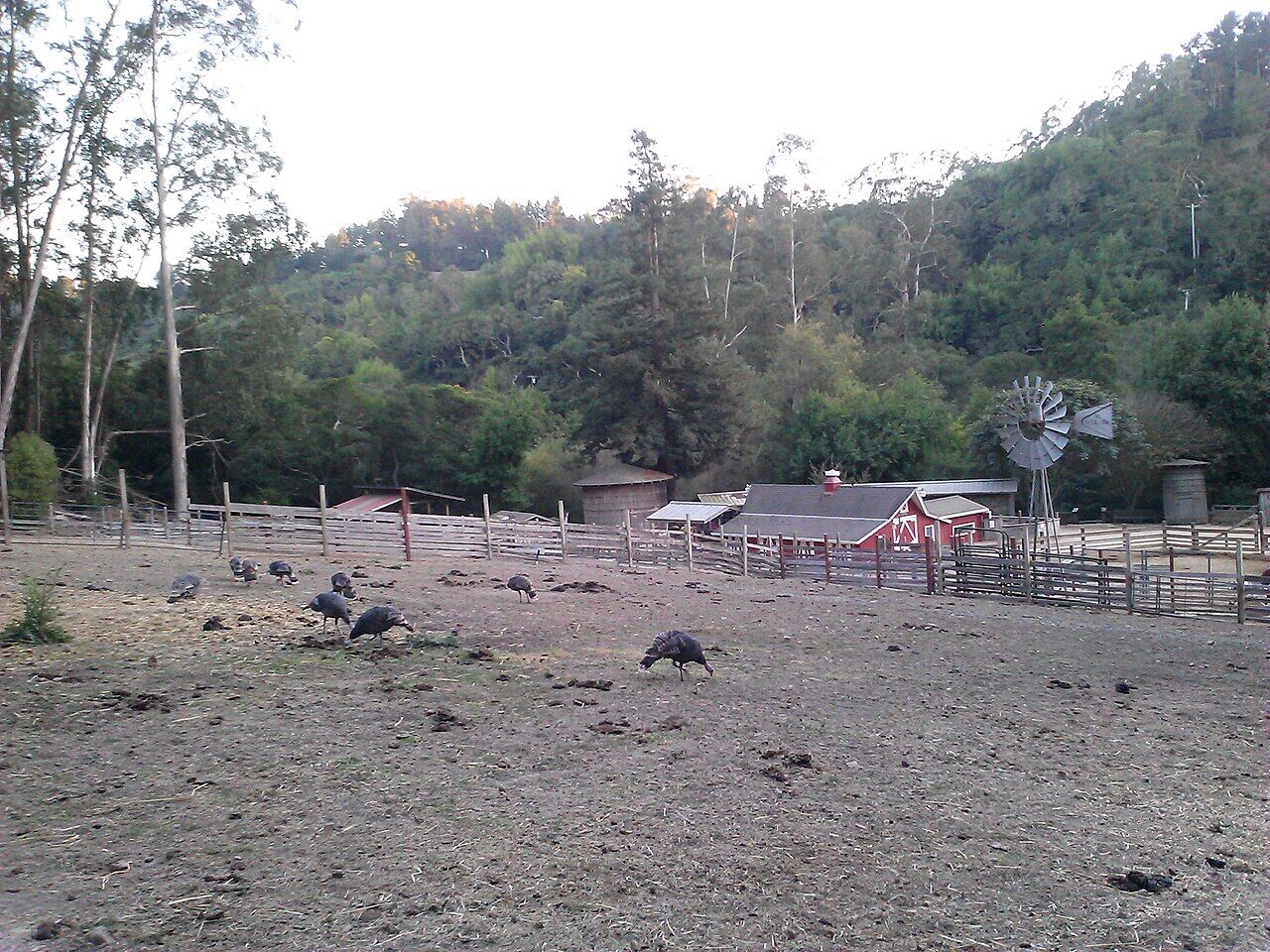 Farm area with animals, fencing, and farm buildings at Tilden Little Farm