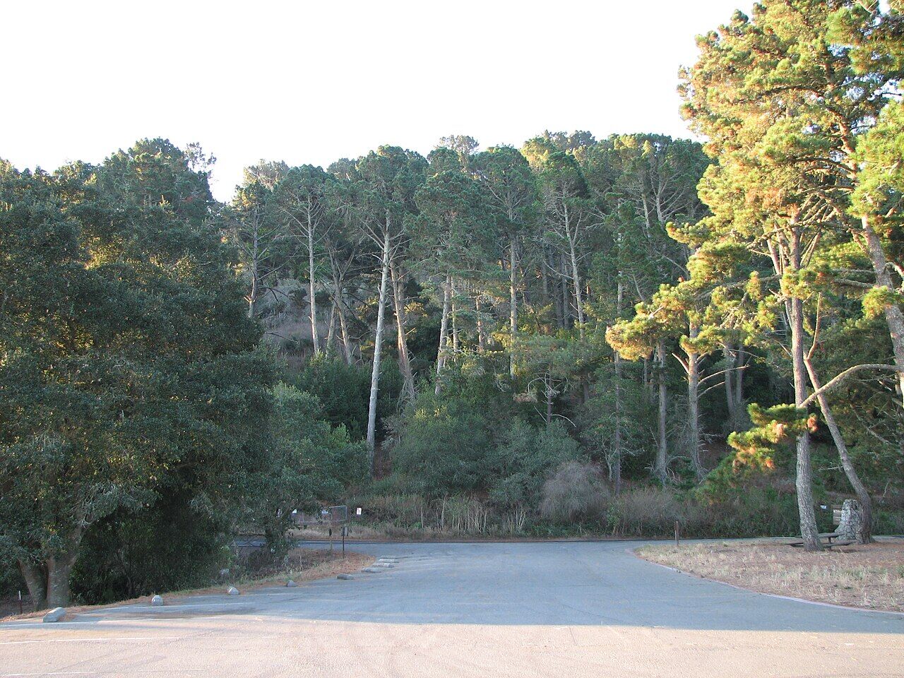 Scenic landscape with trees and water body in Tilden Regional Park